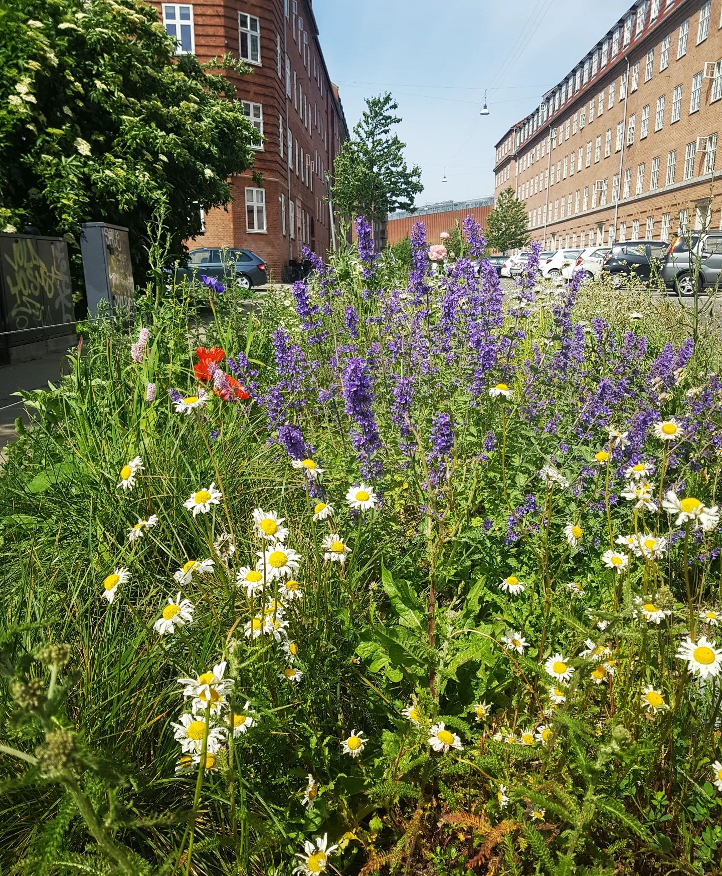 Nu kan du igen søge puljen til biodiversitet! 🌿🌳🍃🦔🪵🌼🐝🐞🦋🌱 

Drømmer du om mere og bedre natur på Østerbro og i Nordhavn? Måske har du og dine naboer en god ide til et grønt projekt i jeres gård eller lokalområde? 😀💡 Så se her! Københavns Kommune har en pulje, hvor du som borger eller (bolig)forening kan søge penge til lokale projekter, der skaber mere og bedre biodiversitet i byen 💚 Det kan f.eks. være facadebeplantning, grønne tage, plantekasser, gadebede, fuglekasser eller kvasbunker. Næste ansøgningsfrist er d. 1. september 2022. 

Læs mere om retningslinjer for puljen og hvordan du søger på 👉 www.kk.dk/biodiversitet 

#biodiversitet #biodiversitetspulje #bynatur #naturibyen #hjælpinsekterne #hjælpbierne #redbierne #grønby #grøntøsterbro #grøntnordhavn #grøntkøbenhavn #vildesteby #vildestekommune #danmarksvildestekommune #miljøpunkt #miljøpunktøsterbro #østerbro #nordhavn #københavn #copenhagen