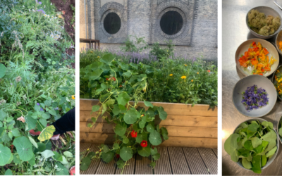 Nyt projekt: ‘Rødder i naturen’